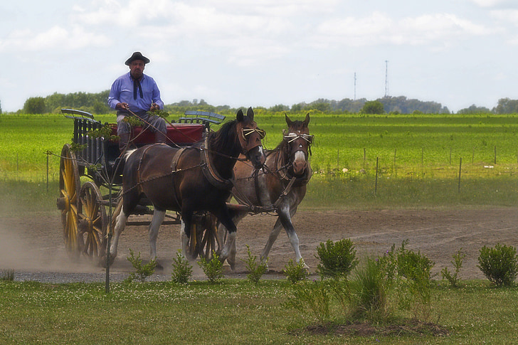 Argentina, Gaucho, hobused, tavaline väli, maastik, maal, Välibassein