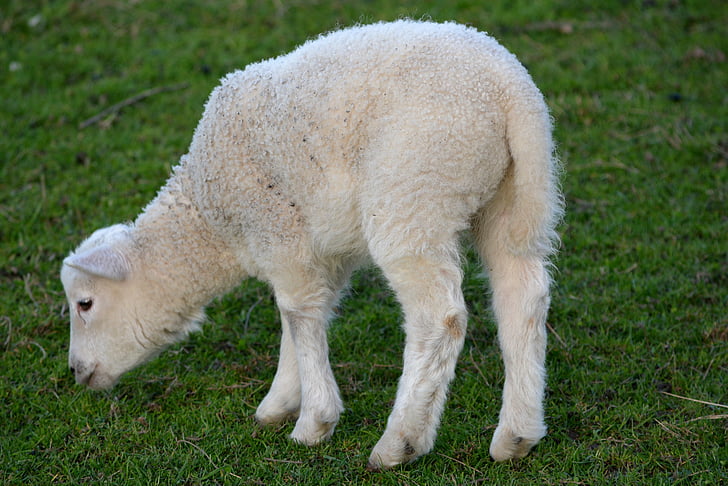 Cordeiro, Primavera, natureza, animal, ovelhas, fazenda, lã