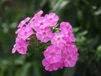 Phlox, ključem biljka biljke, polemoniaceae, Ukrasna biljka, roza, cvijet, krhkost