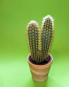 potted, green, cacti, Cactus, Plant, Rack, Sting