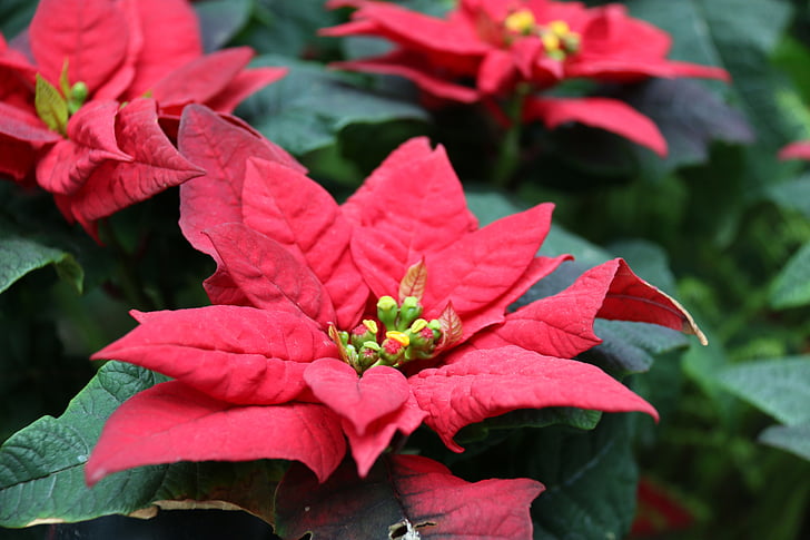 poinsettia, flower, red, nature, spring, floral, plant