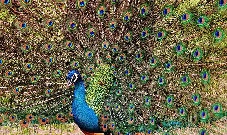 Peacock, con chim, chăn nuôi gia cầm, lông vũ, hóa đơn, Thiên nhiên, niềm tự hào
