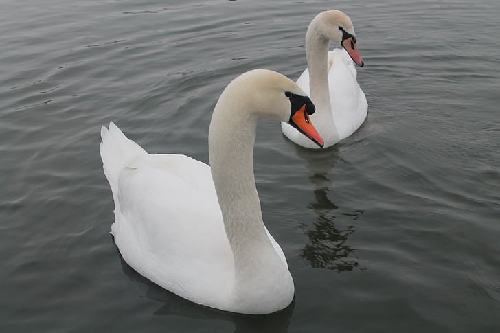 Swan, sjön, fågel, djur, vatten