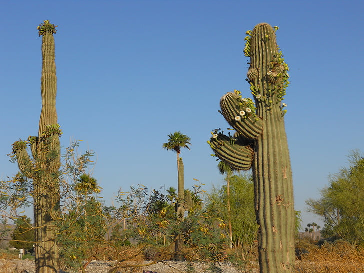 saguaro cactus, arizona, green, plant, desert, usa