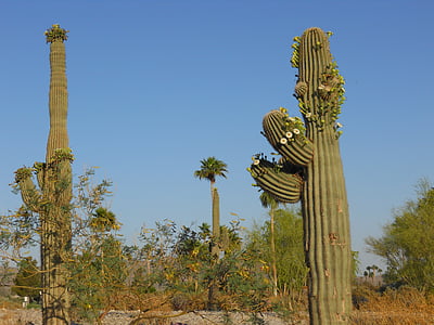 xương rồng saguaro, Arizona, màu xanh lá cây, thực vật, sa mạc, Hoa Kỳ