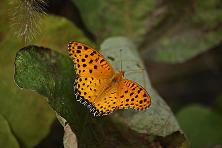 papillon, mort, automne