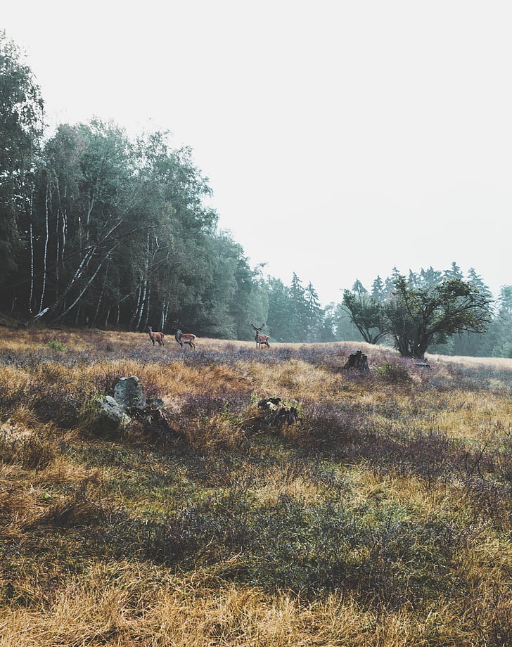animaux, cerf, Forest, herbe, paysage, matin, naturel