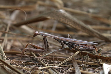 mantis, religious, field, insect, predator, brown