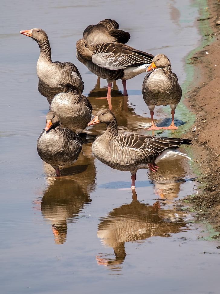 goose, greylag goose, bird, water bird, nature, animal, duck