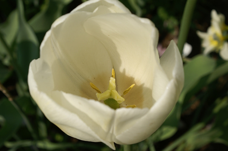 tulipány, Holandsko, jar, Príroda, Tulip, Tulipánové polia, Keukenhof
