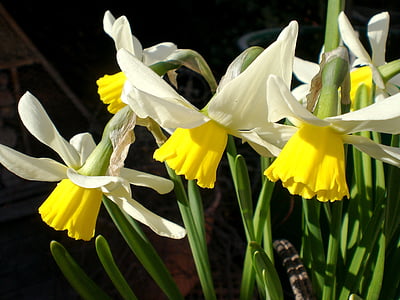 primavera, Narciso, amarillo, flor, Narciso, flor, floración
