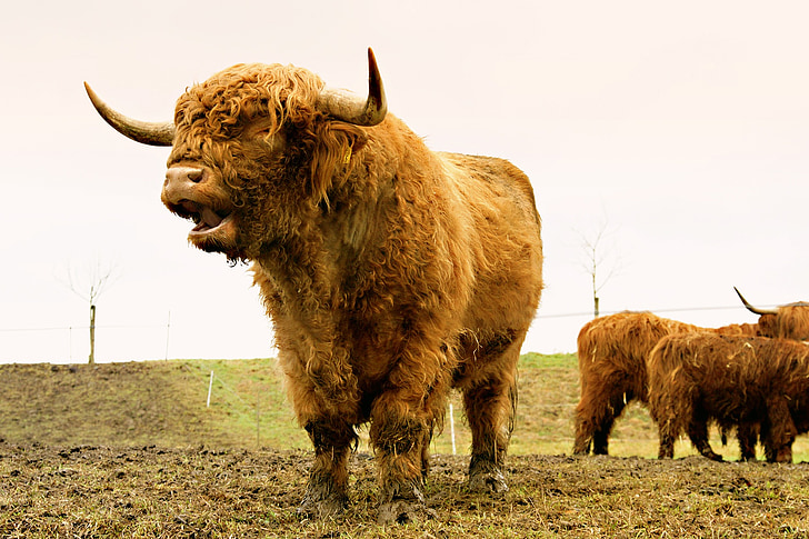 dyr, græs, Highland kvæg, skotske hochlandrind, dyr, skotske highland kvæg, kvæg
