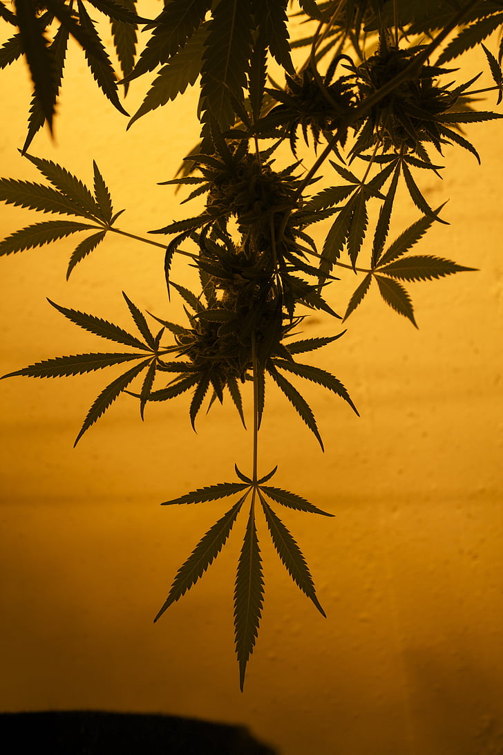 MMJ, MaryJane, marijuana, Herb, Leaf, Anläggningen, cannabis