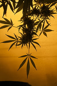 MMJ, Maryjane, marijuana, Herb, feuille, plante, cannabis