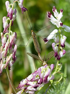 típula, mosquito, wild flower, tipúlidos, large mosquito, insects mating, copulation