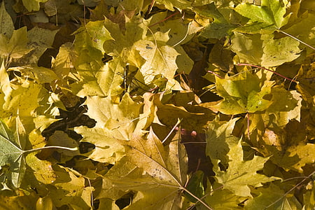 Javorjevi listi, rumena, listi, jeseni, pojavljajo, padec listje, barva