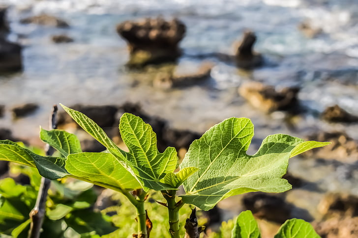 Fig tree, Leaf, naturen, grön, Medelhavet, Cypern, fokus på förgrunden