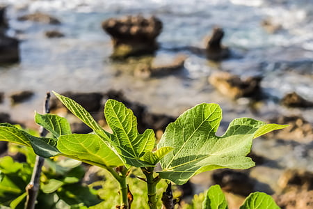 vijgenboom, blad, natuur, groen, Middellandse Zee, Cyprus, focus op voorgrond