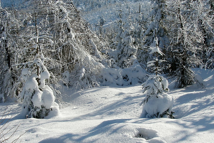 skov, vinter, sne, bjerge, landskab, natur, landskab