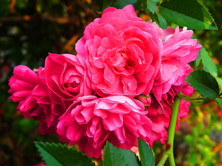 flor, Rosa, flor rosa, pètals de Rosa, planta, Rosa, rosa Rosa