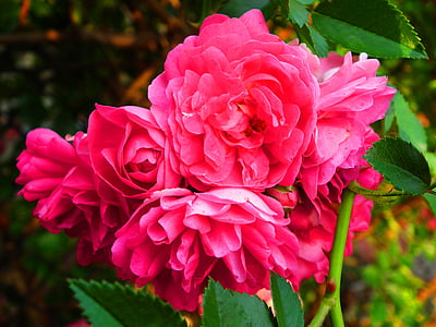 virág, Rózsa, Rózsa virág, rózsaszirom, növény, rózsaszín, Pink rose