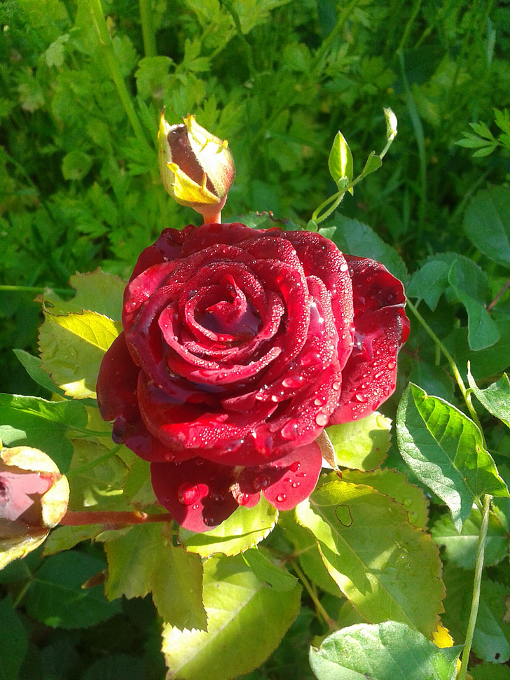 stieg, Blume, rote rose, Rose blüht