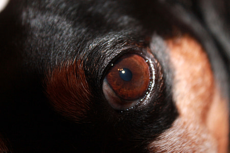 psie oko, pes, oko, hnedá, zviera, Zavrieť, PET