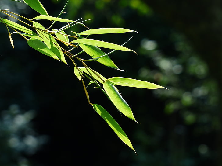 bambus, bambusowe listowie, pozostawia, zielony, Lukrecja, Wiechlinowate, Phyllostachys