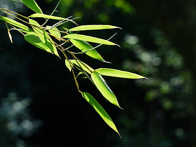 bambu, folhas de bambu, folhas, verde, alcaçuz, Poaceae, Phyllostachys