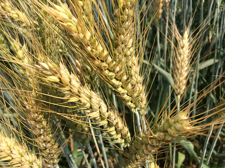 пшеничното зърно, пресни, естествени
