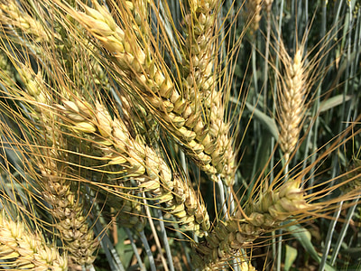 zrno pšenice, čerstvé, přírodní