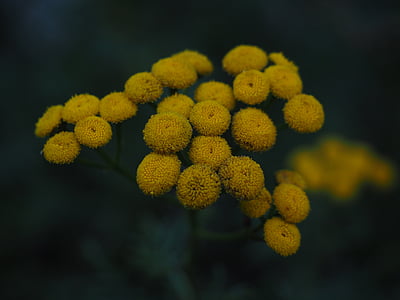 Buhač, cvijeće, žuta, Tanacetum vulgare, Chrysanthemum vulgare, crv biljni, kompozita