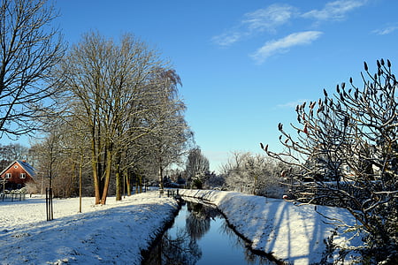 hiver, Bach, arbre, hivernal, neige, eau qui coule, ruisseau