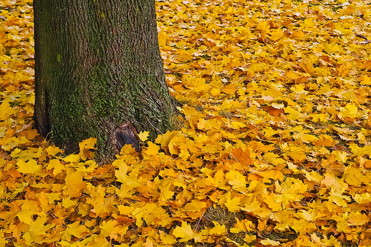 automne, Or, automne doré, feuilles, octobre doré, Or, feuillage d’automne