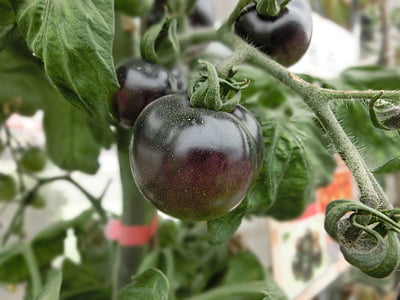 svart tomat, frukt, anlegget, beskjære, vegetabilsk, vekst, grønn farge