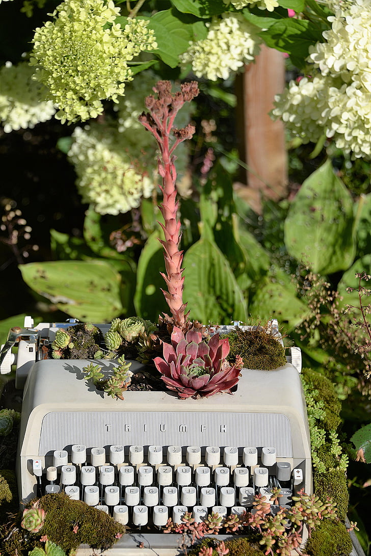 máquina de escrever, plantadas, gartendeko, Verão, planta, flor