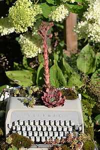 kirjoituskone, istutettu, gartendeko, kesällä, kasvi, kukka
