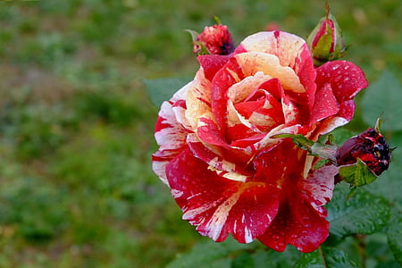 color de rosa, flor, floración, multi coloreada, gota de agua, naturaleza, planta
