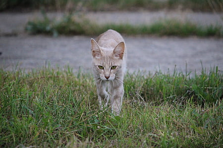 кошка, Кошка породы, Домашняя кошка, Сиамская кошка, кошачьих (Felidae), домашнее животное