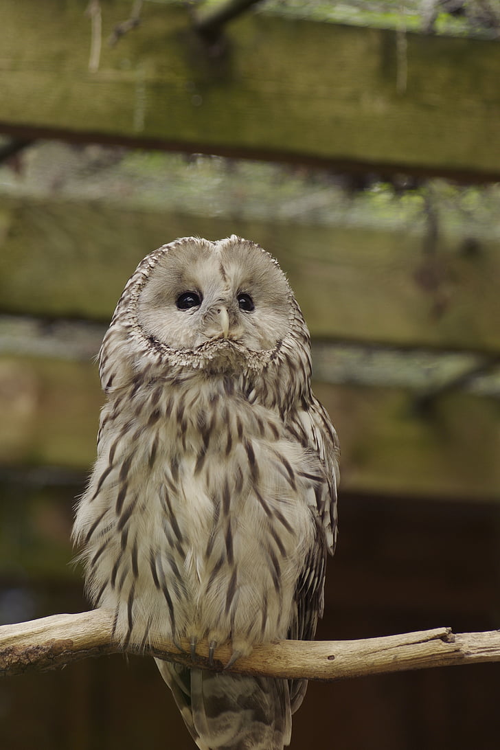 ural owl, bird, strix uralensis, tallinn zoo