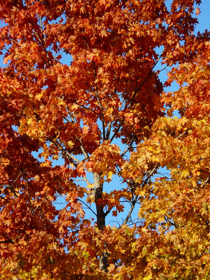 jesenného lesa, strom, javor, jeseň farby, sfarbenie, opadá lístie, Lístie pádu