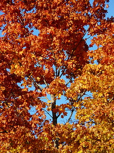 efteråret skov, træ, ahorn, efterår farve, farve, efterår blade, efterår blade