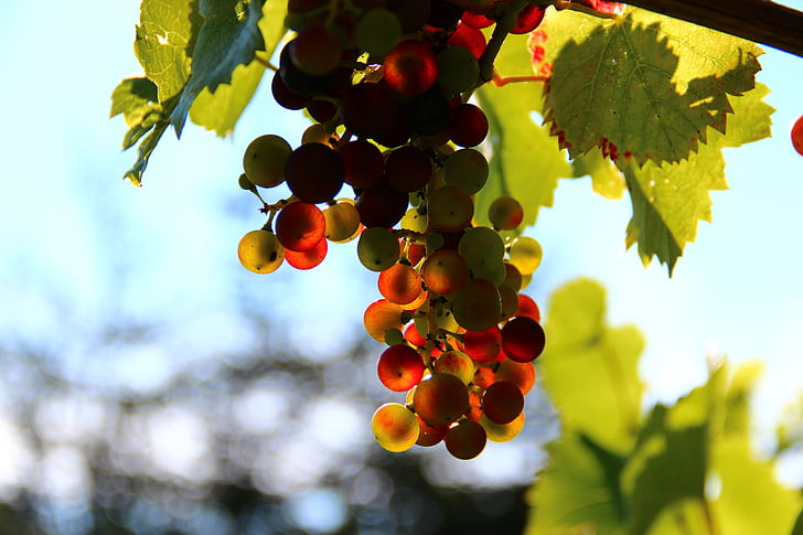 grapes, wine, fruit, back light, grape, nature, agriculture