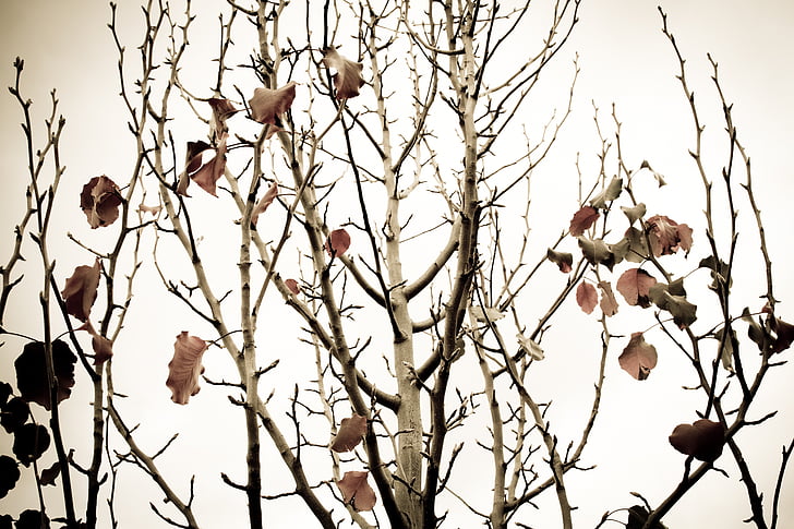 kruška, grane, drvo, jesen, jesenje lišće, zima tree, voćnjak