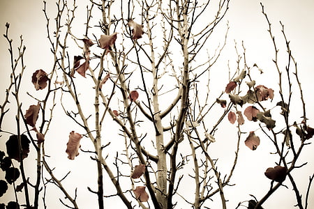 árbol de pera, sucursales, árbol, otoño, hojas de otoño, árbol de invierno, Huerta