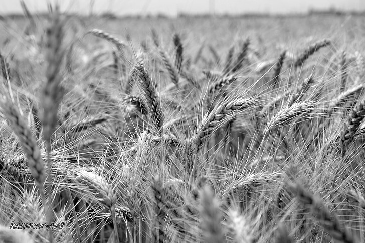 пшеница реколта, поле, пшеница, Селско стопанство, растителна, природата, зърнени култури