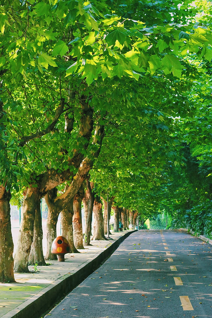 campus, green, leaf, road, tree, alley, summer