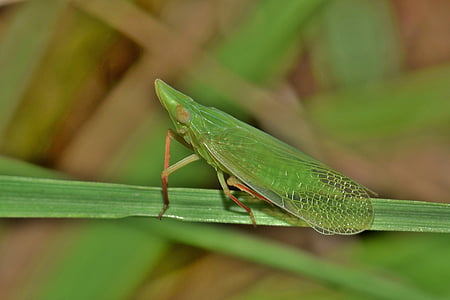 dwergcicade, planthopper, insect, groene insect, kleine insecten, Tiny, insectachtig