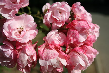 rosebush, Bušs, mazajiem ziediņiem, rozā