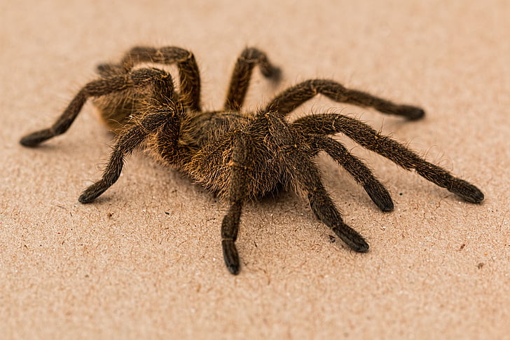 edderkop, Tarantula, bavian spider, arachnid, behårede, giftige, Creepy crawly